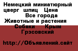 Немецкий миниатюрный(цверг) шпиц › Цена ­ 50 000 - Все города Животные и растения » Собаки   . Крым,Грэсовский